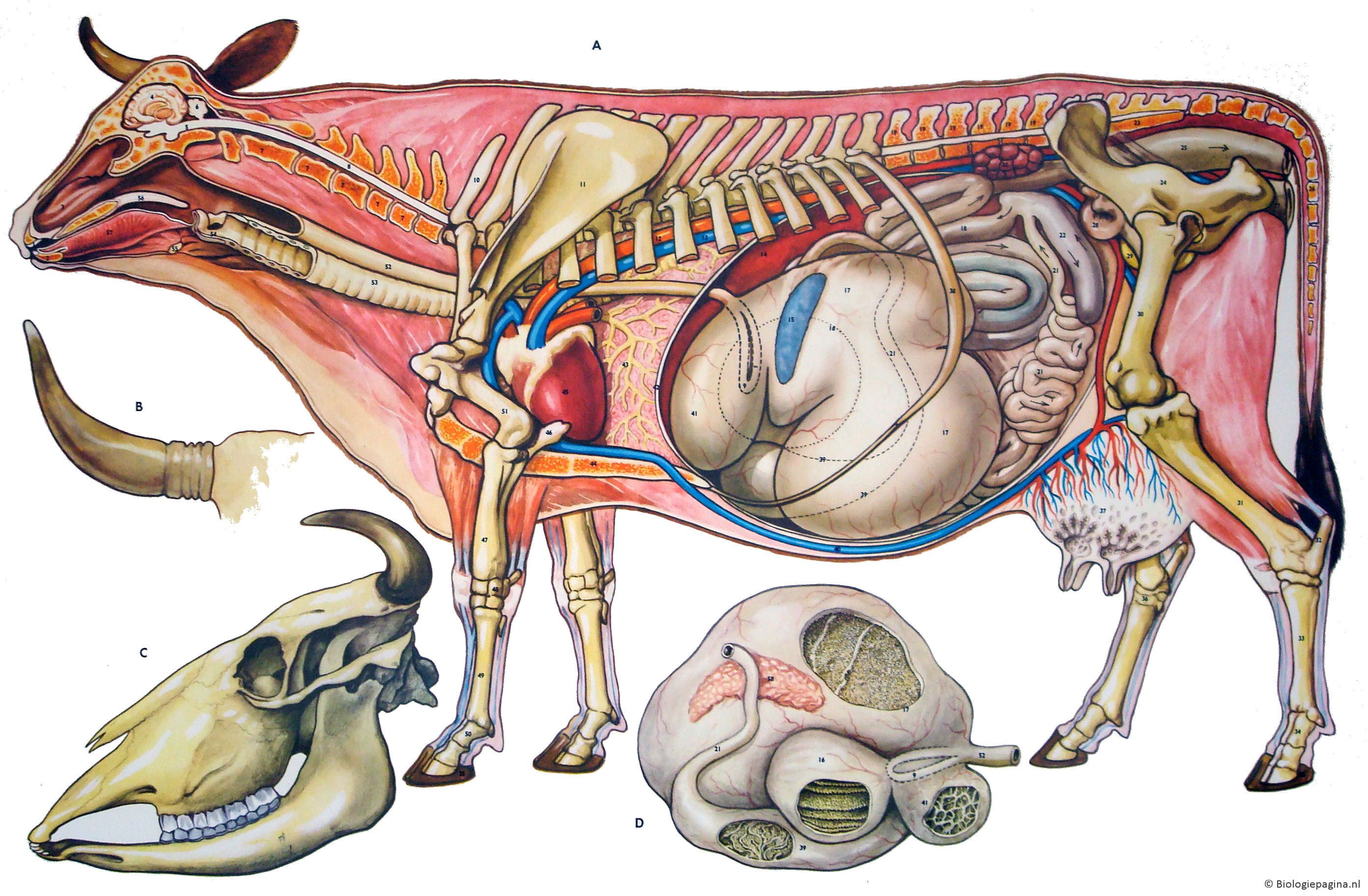 Множественный организм. Пищеварительная система коровы анатомия. Анатомия пищеварительной системы КРС. Топография пищеварительной системы коровы. Анатомия коровы внутренние органы.